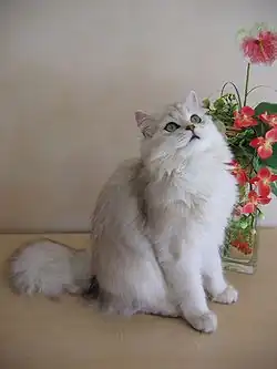 Une femelle british longhair noir silver shaded.