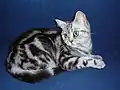 British black blotched tabby.