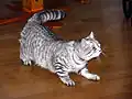 British black mackerel tabby.