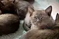 Quelques mois