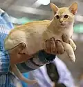 Chaton burmese anglais roux