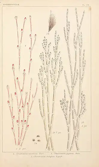 Description de l'image British fresh-water algae, exclusive of Desmidieae and Diatomaceae (1882-1884) (20424452691).jpg.