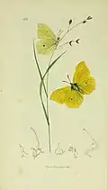 Citron