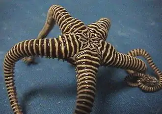 Asteroporpa annulata se hissant sur ses bras.