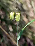 Épillets