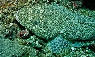 Sunagocia arenicola.