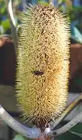 Inflorescence.