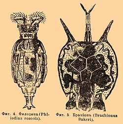Philodina sp., un Philodinidae