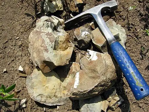 Un marteau de géologue servant à dégager un fossile.