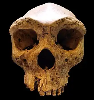 Homme de Kabwe, 300&nbsp;ka