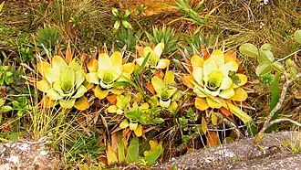 Bromelia brocchinia.