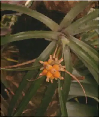 Description de l'image Bromelia interior Fruits BotGardBln310505.jpg.
