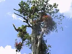 En zone tropicale, les troncs morts ou sénescents peuvent encore supporter une flore qui abrite de nombreux invertébrés (ici broméliacées au Costa Rica, côté Atlantique).