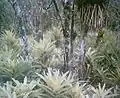 Broméliacées de la forêt de la côte atlantique du Brésil dans le Paraná