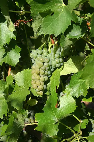 Bronner (cépage)