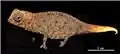 Brookesia micra adulte