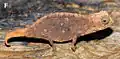 Brookesia micra femelle