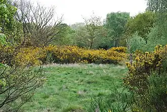 Image illustrative de l’article Barnes Common