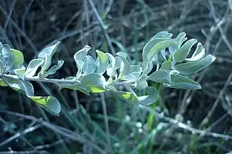 Description de l'image Brote_de_atriplex_halimus.jpg.