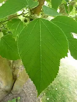 Feuille.
