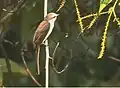 Minivet à croupion blanc