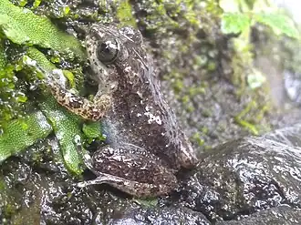 Description de l'image BrownFrogGrandBoisNationalPark.jpg.