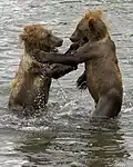 Deux oursons bruns jouant debout dans l'eau.