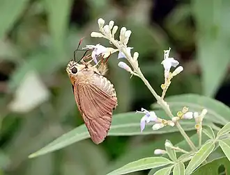 Description de l'image Brown awl.jpg.