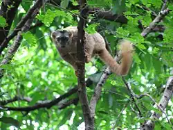 Eulemur rufus