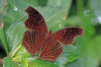 Junonia stygia