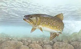 Salmo trutta