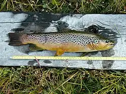 Salmo trutta