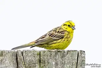 Bruant jaune mâle.