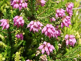 Description de l'image Bruckenthalia spiculifolia (BG Wroclaw)-3.JPG.