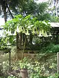 Brugmansia candida en fleur.