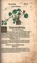 Page tirée du Contrafayt Kreüterbuch d'Otto Brunfels.