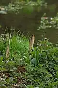 Prêles, marais du Roodkloosterbeek