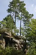 Roche de Pointhaie, Bruyères, pins sylvestres, une espèce est endémique à Bruyères.