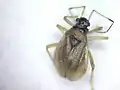 Bryocoris pteridis, mâle probable, macroptère