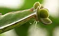 Propagules au bord d'une feuille