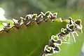 Plantules apparaissant au bord des feuilles de Kalanchoe daigremontiana.