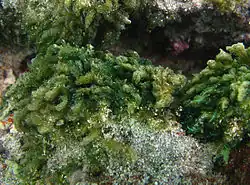 Bryopsis cf. pennata