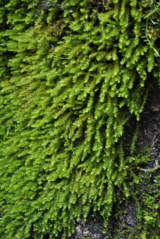 Description de l'image Bryum (2).jpg.