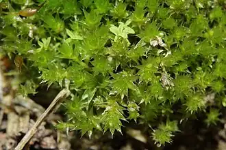 Description de l'image Bryum bicolor (a, 153849-482225) 8345.JPG.