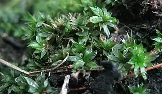 Bryum billardieri.
