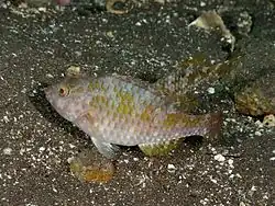 Calotomus japonicus