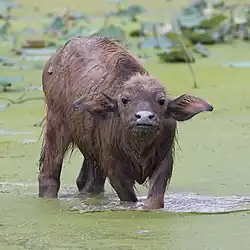 Bufflon d'Asie à Don Det.