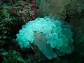 Corail bulles (corail dur)