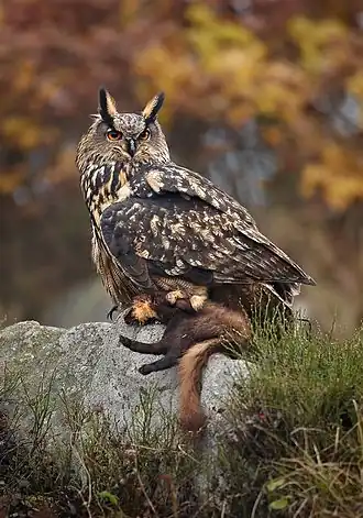 Hibou grand-duc posé sur un rocher et tenant dans ses serres une Martre des pins.