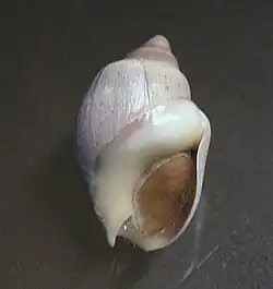 Buccinanops deforme